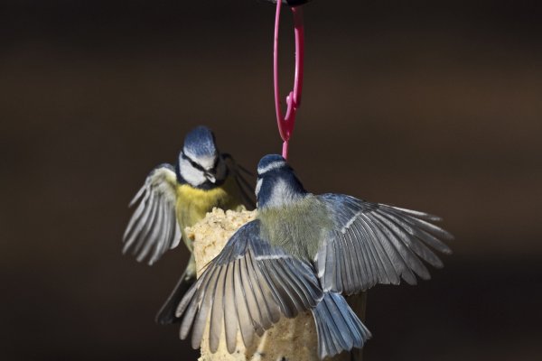 Wildlife & Birdcare