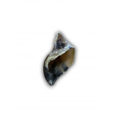 ANCO Naturals Empty Hooves - Each ANCO Naturals Empty Hooves - Each