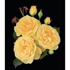 Rose 'Absolutely Fab' 5Ldp (ROTY10) Rose 'Absolutely Fab' 5Ldp (ROTY10)