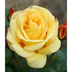 Rose 'Arthur Bell - Floribunda' 5Ldp Rose 'Arthur Bell - Floribunda' 5Ldp