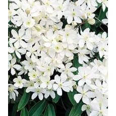 Clematis armandii   2L Clematis armandii   2L