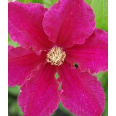 Clematis 'Ernest Markham'   2.5L/3L Clematis 'Ernest Markham'   2.5L/3L