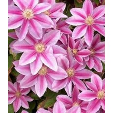 Clematis 'Dr Ruppell'  2.5L/3L Clematis 'Dr Ruppell'  2.5L/3L