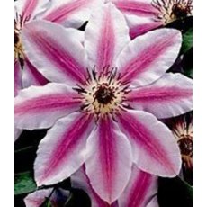 Clematis 'Nelly Moser'   2.5L/3L Clematis 'Nelly Moser'   2.5L/3L