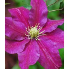 Clematis 'Sunset'  2.5L/3L Clematis 'Sunset'  2.5L/3L