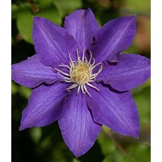 Clematis 'The President'  2.5L/3L Clematis 'The President'  2.5L/3L