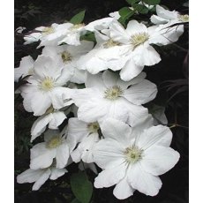 Clematis 'Marie Boisselot'  2.5L/3L Clematis 'Marie Boisselot'  2.5L/3L