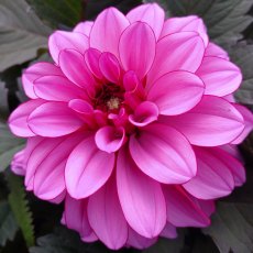 Dahlia 'Melissa Anne Marijke' 3L Dahlia 'Melissa Anne Marijke' 3L