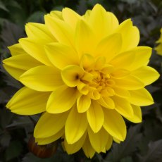 Dahlia 'Meteorite' 3L Dahlia 'Meteorite' 3L