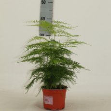 Asparagus setaceus 'Plumosus' 12cm Asparagus setaceus 'Plumosus' 12cm