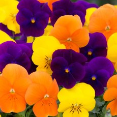 AUTUMN PACK Viola Sorbet XP 'Harvest Mix' 6pk AUTUMN PACK Viola Sorbet XP 'Harvest Mix' 6pk