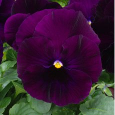 AUTUMN PACK Pansy Matrix 'Purple' 6pk AUTUMN PACK Pansy Matrix 'Purple' 6pk