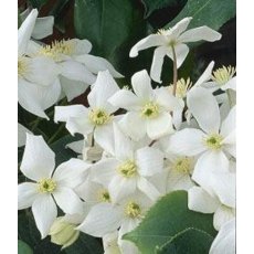Clematis armandii 'Snowdrift'  2L Clematis armandii 'Snowdrift'  2L