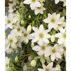 Clematis 'Early Sensation'  2L Clematis 'Early Sensation'  2L