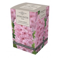 TAYLORS Hyacinth - Pink in a Glass Carafe TAYLORS Hyacinth - Pink in a Glass Carafe