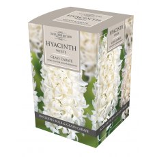 TAYLORS Hyacinth - White in a Glass Carafe TAYLORS Hyacinth - White in a Glass Carafe