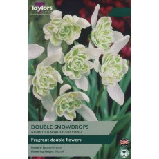 TAYLORS Galanthus Nivalis Flore Pleno TAYLORS Galanthus Nivalis Flore Pleno