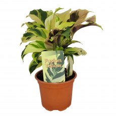 Calathea 'Fusion Yellow' 10.5 cm Calathea 'Fusion Yellow' 10.5 cm