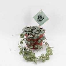 Ceropegia woodii 12 cm Ceropegia woodii 12 cm