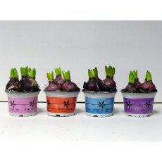 Hyacinth - 3 per 12cm Pot Hyacinth - 3 per 12cm Pot