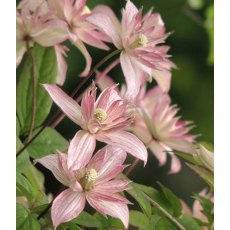 Clematis montana 'Marjorie'   2.5L/3L Clematis montana 'Marjorie'   2.5L/3L