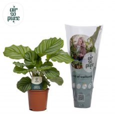 Calathea orbifolia 'Air So Pure' 14cm Calathea orbifolia 'Air So Pure' 14cm