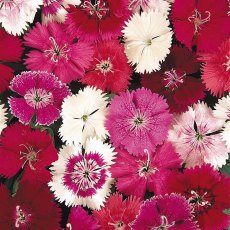 AUTUMN PACK Dianthus 'Festival Mix' 6pk AUTUMN PACK Dianthus 'Festival Mix' 6pk