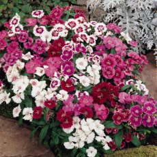 AUTUMN PACK Dianthus 'Festival Mix' 6pk AUTUMN PACK Dianthus 'Festival Mix' 6pk
