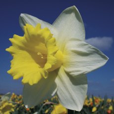 TAYLORS Narcissus Georgie Boy - 1Kg (When Packed) TAYLORS Narcissus Georgie Boy - 1Kg (When Packed)