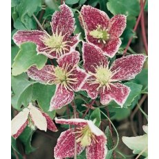 Clematis cirrhosa 'Freckles'  2.5L/3L Clematis cirrhosa 'Freckles'  2.5L/3L