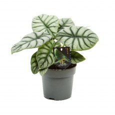 Alocasia Silver Dragon 14cm Alocasia Silver Dragon 14cm