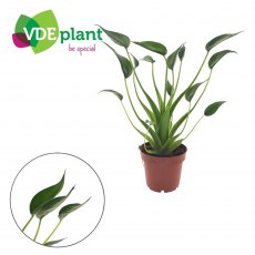 Alocasia 'Tiny Dancers' 12cm Alocasia 'Tiny Dancers' 12cm