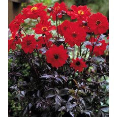 Dahlia 'Bishop Of Llandaff' 3L Dahlia 'Bishop Of Llandaff' 3L