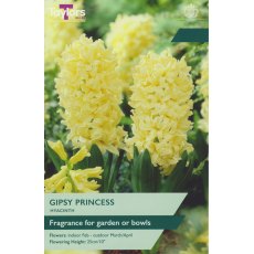 TAYLORS Hyacinth Gipsy Princess TAYLORS Hyacinth Gipsy Princess