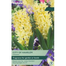 TAYLORS Hyacinth City Of Haarlem TAYLORS Hyacinth City Of Haarlem