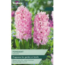 TAYLORS Hyacinth Fondant TAYLORS Hyacinth Fondant