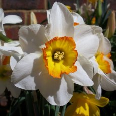 TAYLORS Narcissus Flower Record - 1Kg (When Packed) TAYLORS Narcissus Flower Record - 1Kg (When Packed)