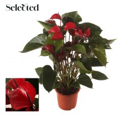 Anthurium Deco Red Decorum 17cm Anthurium Deco Red Decorum 17cm