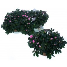 Azalea simsii - Pink 15cm Azalea simsii - Pink 15cm