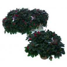 Azalea simsii - Red 15cm Azalea simsii - Red 15cm