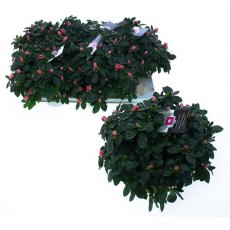 Azalea simsii - Salmon 15cm Azalea simsii - Salmon 15cm