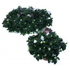 Azalea simsii - White 15cm Azalea simsii - White 15cm