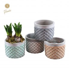 Hyacinth - 3 per Lloret de Mar (3942) Hyacinth - 3 per Lloret de Mar (3942)