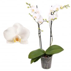 Phalaenopsis 2t 30+ White 12cm Phalaenopsis 2t 30+ White 12cm