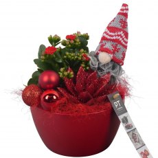 Xmas Arrangement (PTCHR7227) Red in ceramic bowl Xmas Arrangement (PTCHR7227) Red in ceramic bowl