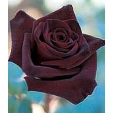 Rose 'Black Baccara' 5Ldp Rose 'Black Baccara' 5Ldp