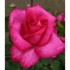 Rose 'Buxom Beauty' 5Ldp Rose 'Buxom Beauty' 5Ldp