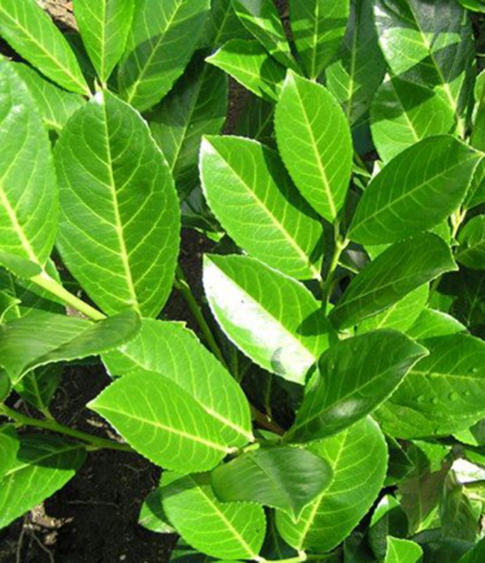 PrunusLaurocerasusRotundifolia