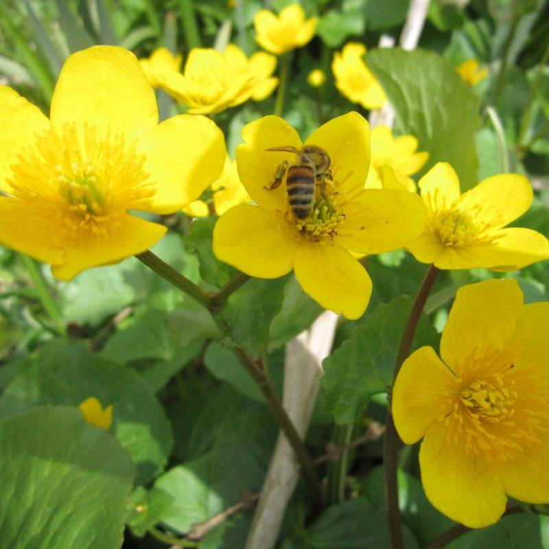 Caltha palustris (with bee )