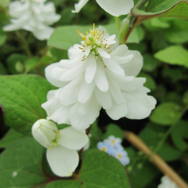 Houttuynia Cordata Plena Flower